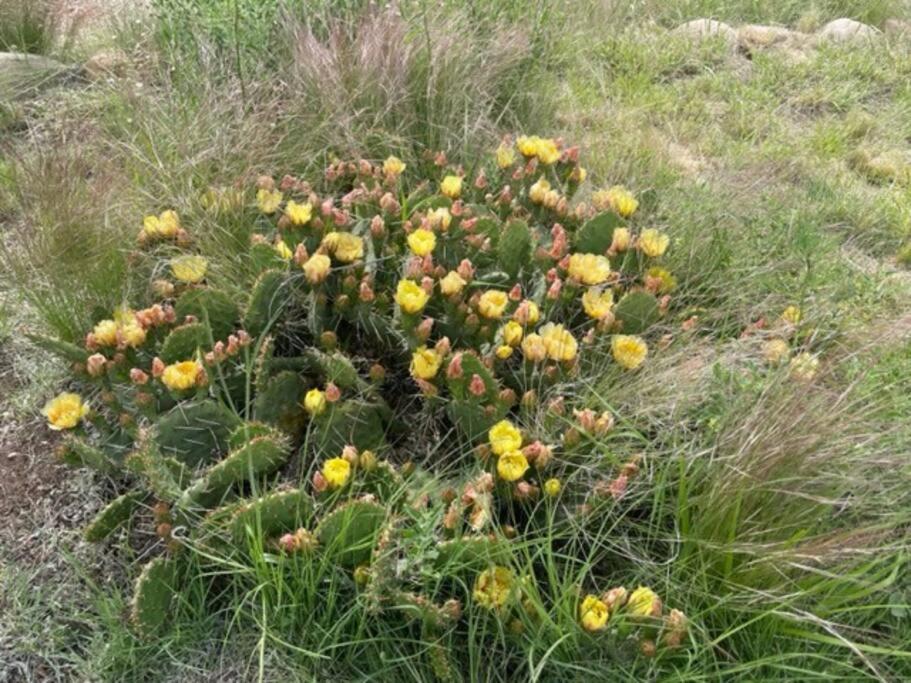 Casa Manna With Mountain And Sunset Views Santa Fe